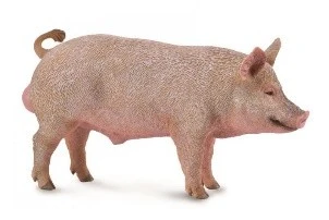 CollectA 動物模型 公豬
