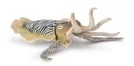 CollectA 動物模型 墨魚