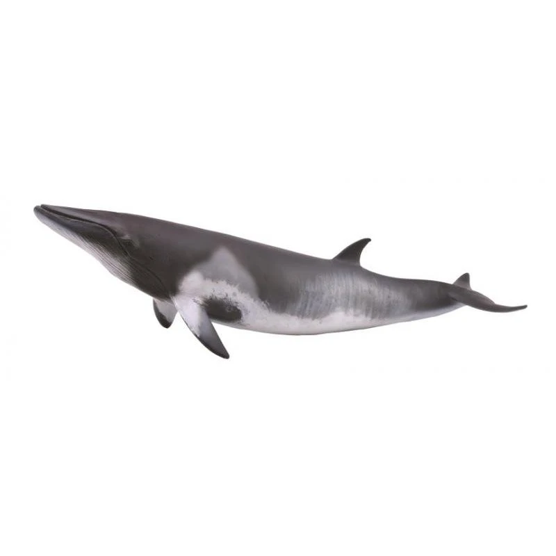 CollectA 動物模型 小鬚鯨