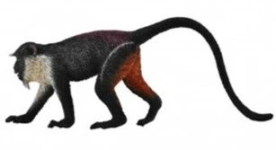 CollectA 動物模型 黛安娜長尾猴