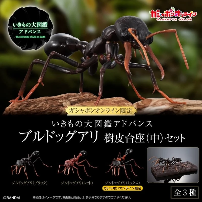 盒玩 生物大圖鑑 鬥牛犬蟻 螞蟻 附樹皮底座(中) 三款一套