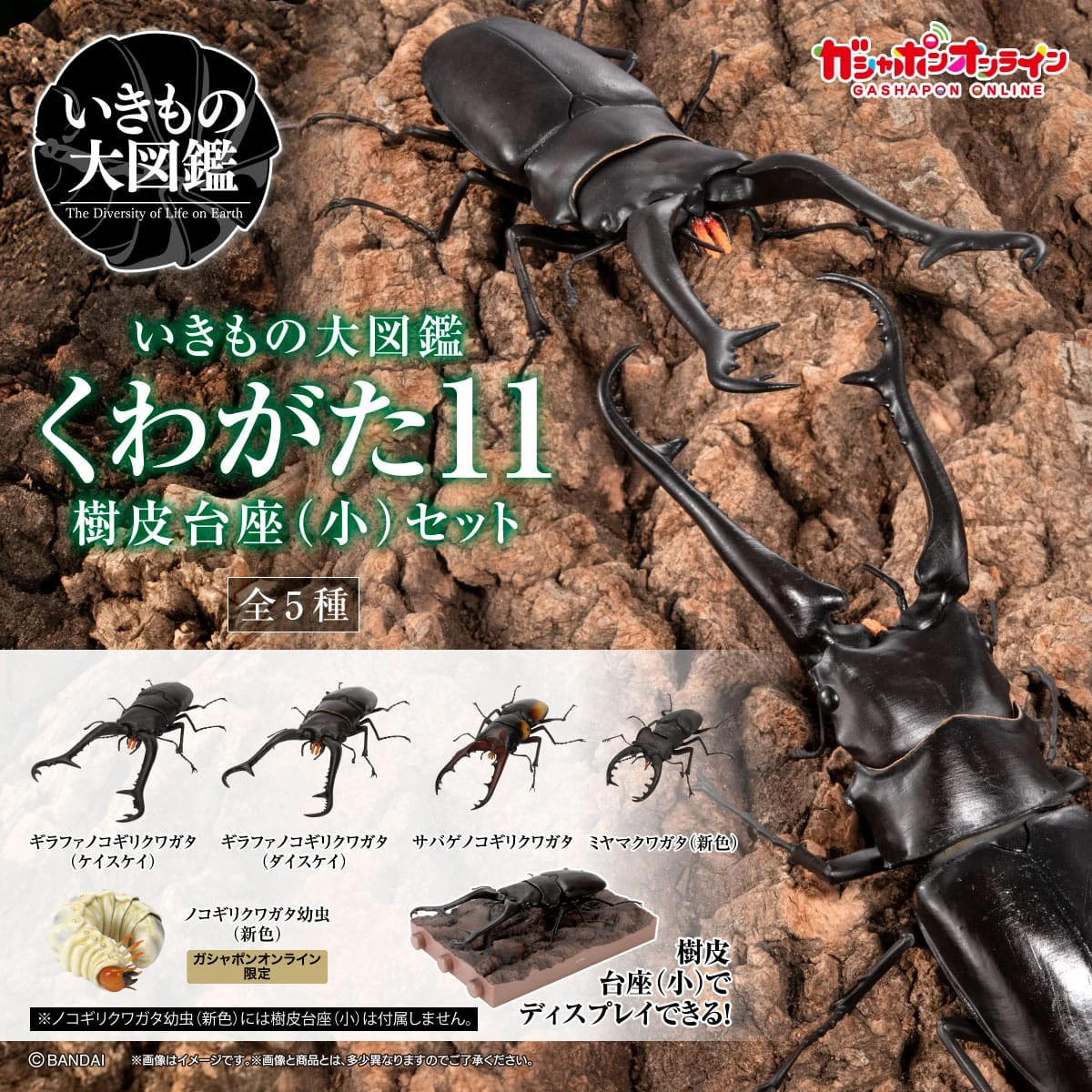 生物大圖鑑 鍬形蟲11 附樹皮底座 (小) 五款一套
