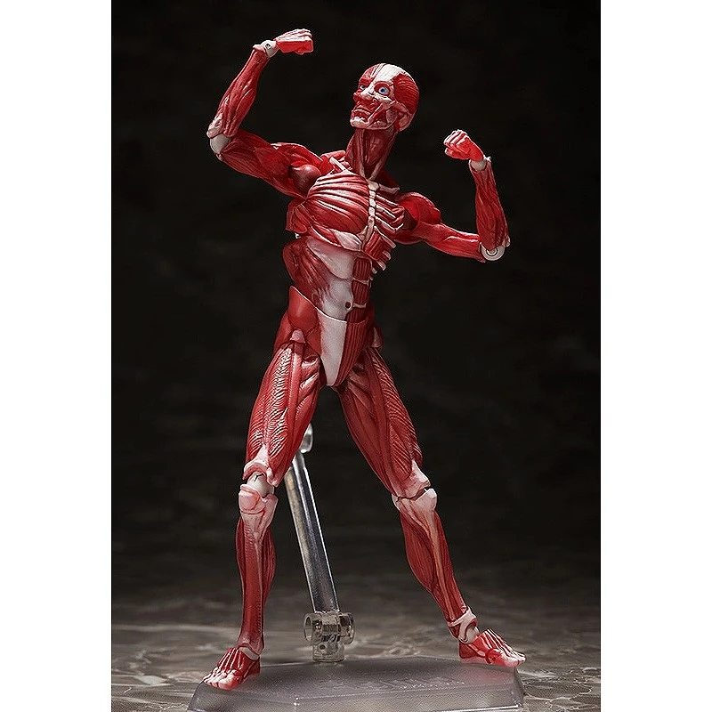 代理版 figma 桌上美術館 人體模型