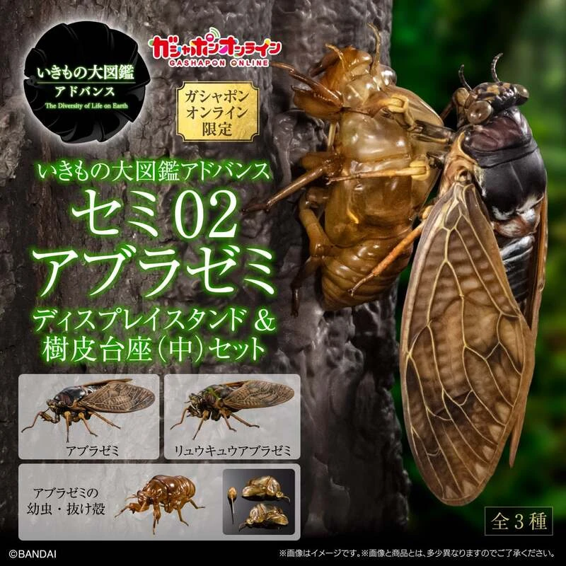 8月預購 盒玩 生物大圖鑑 蟬02 日本油蟬 附展示架 樹皮台座(中)