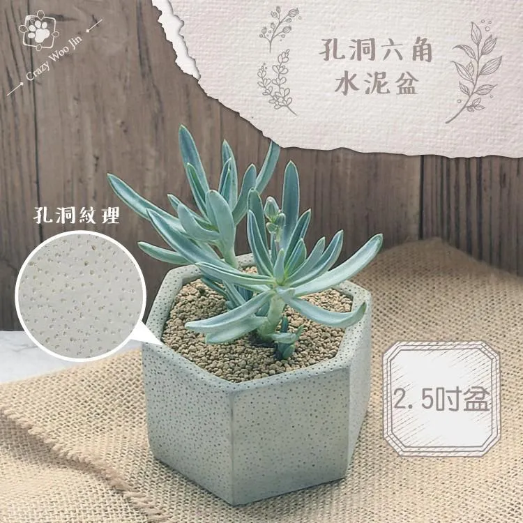 【手工限量】六角孔洞水泥盆 2.5吋盆 多肉盆栽 家用植物盆 有底孔 小盆栽 小陶盆【瘋伍金】