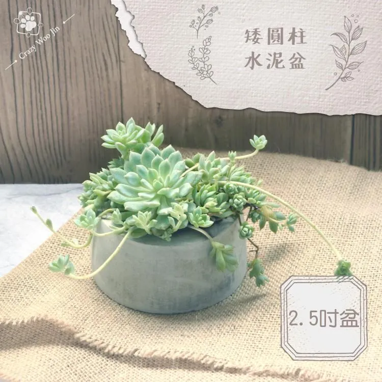【手工限量】矮矮圓柱水泥盆 2.5吋盆 多肉盆栽 家用植物盆 有底孔 小盆栽 小陶盆【瘋伍金】