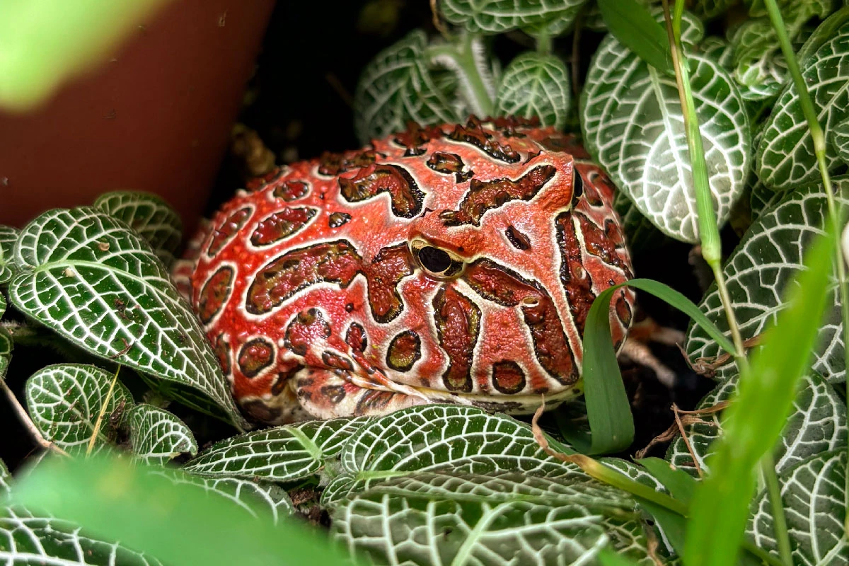 鐘角蛙飼養全攻略｜3分鐘學會打造完美蛙屋，養出健康又美的角蛙！