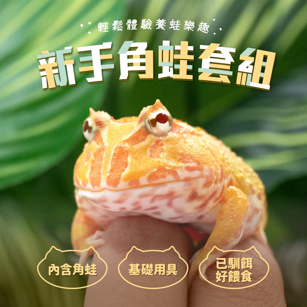 【挑蛙】新手角蛙套組