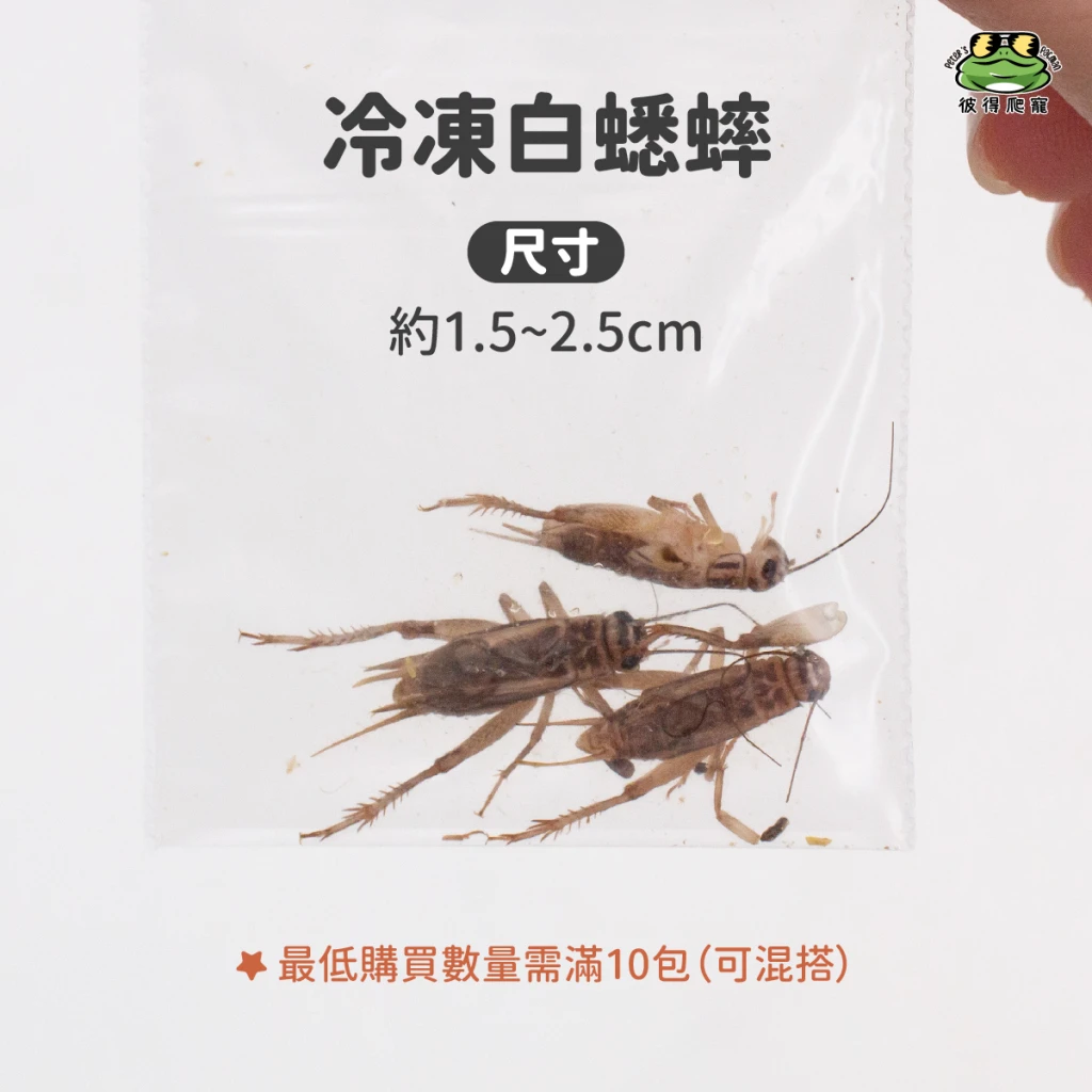 【冷凍】黑蟋蟀 / 白蟋蟀 (最低量需購買十包)