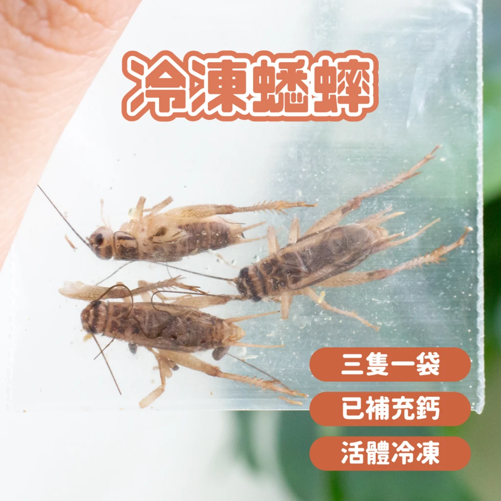 【冷凍】黑蟋蟀 / 白蟋蟀 (最低量需購買十包)