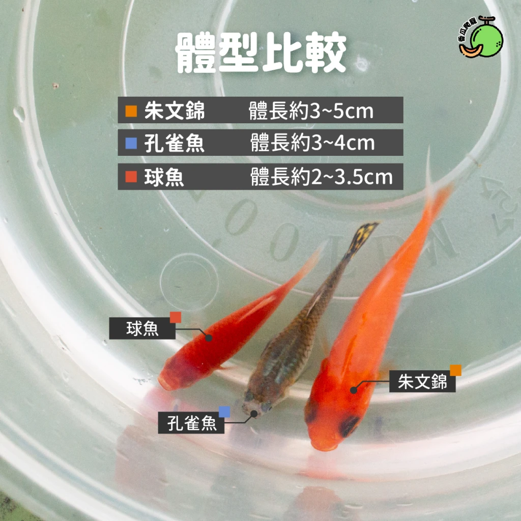 【冷凍｜鼠×魚】冷凍餌料組合包 🐁日齡鼠+魚🐁 (最低量需購買五組)