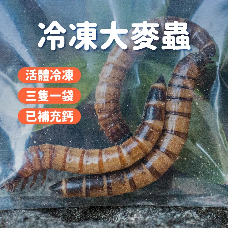 【冷凍】大麥蟲