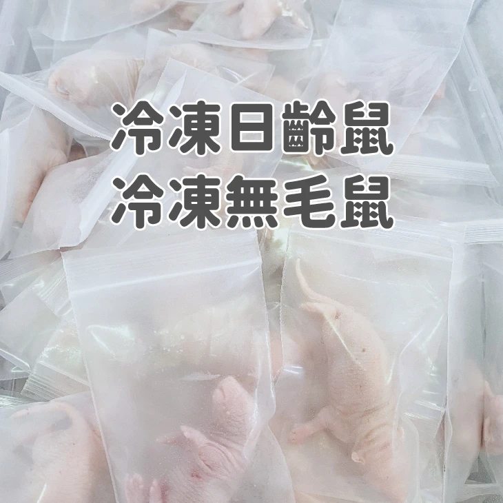 【冷凍】日齡鼠 / 無毛鼠