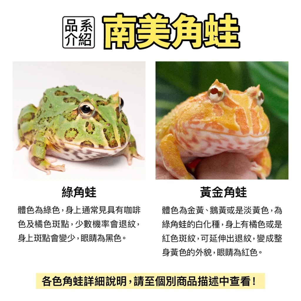 蛙 任選QMAN 寶可夢甲賀忍蛙QM30087 啟蒙積木神奇寶貝公司貨| 玩具