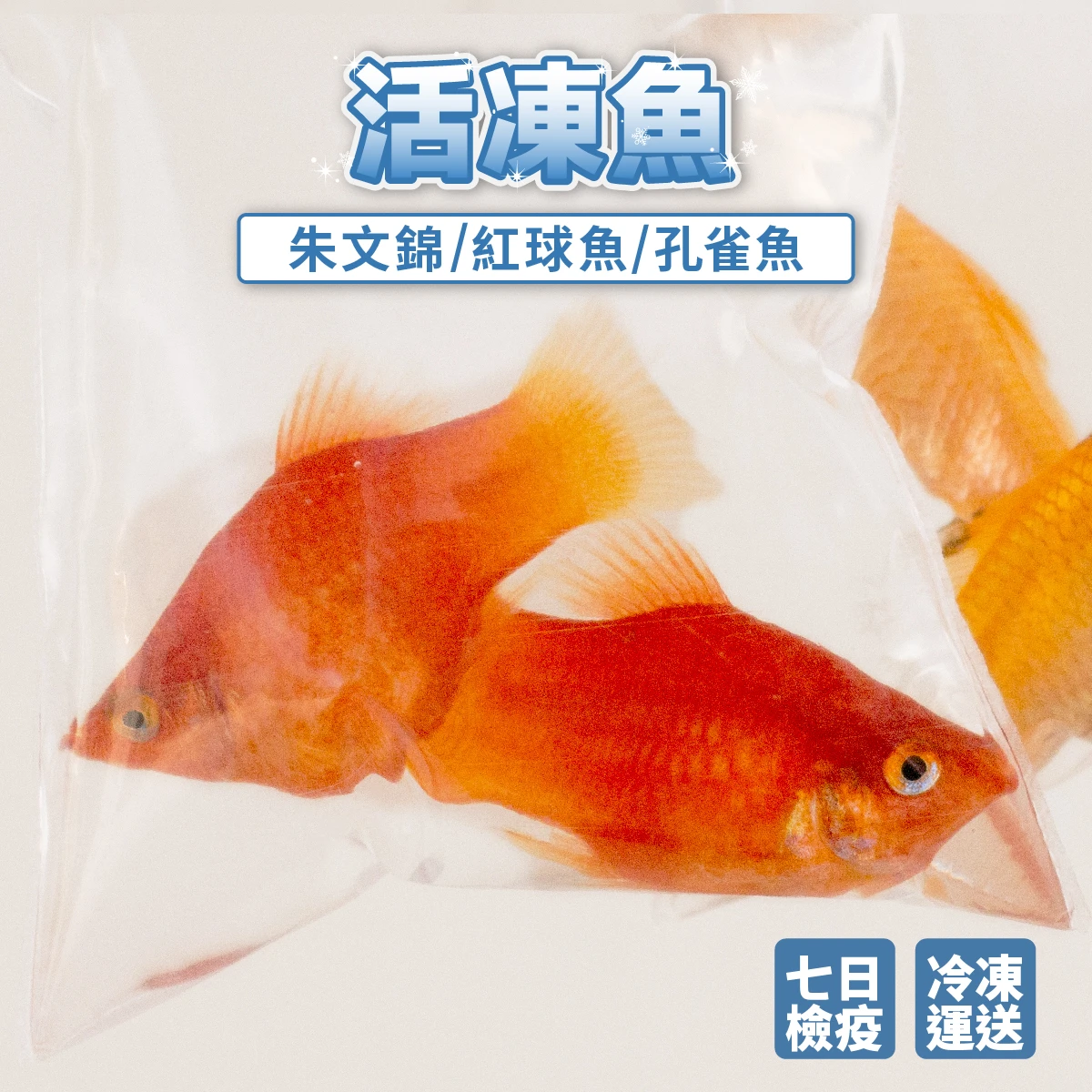 【冷凍】朱文錦 / 紅球魚 / 孔雀魚 (已檢疫)