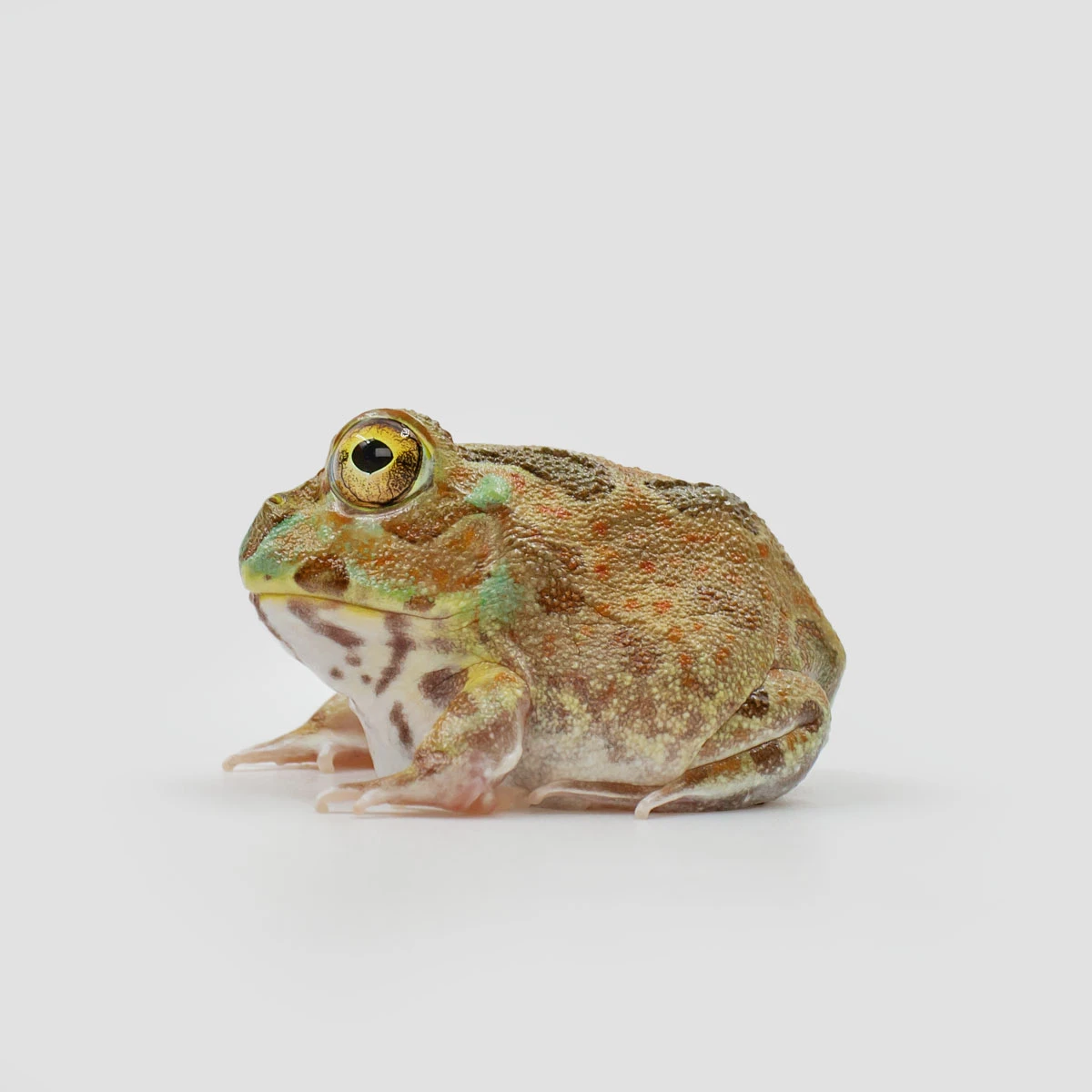 超能力蛙 超級皮卡丘角蛙A02 – 爬守-Reptile爬蟲館