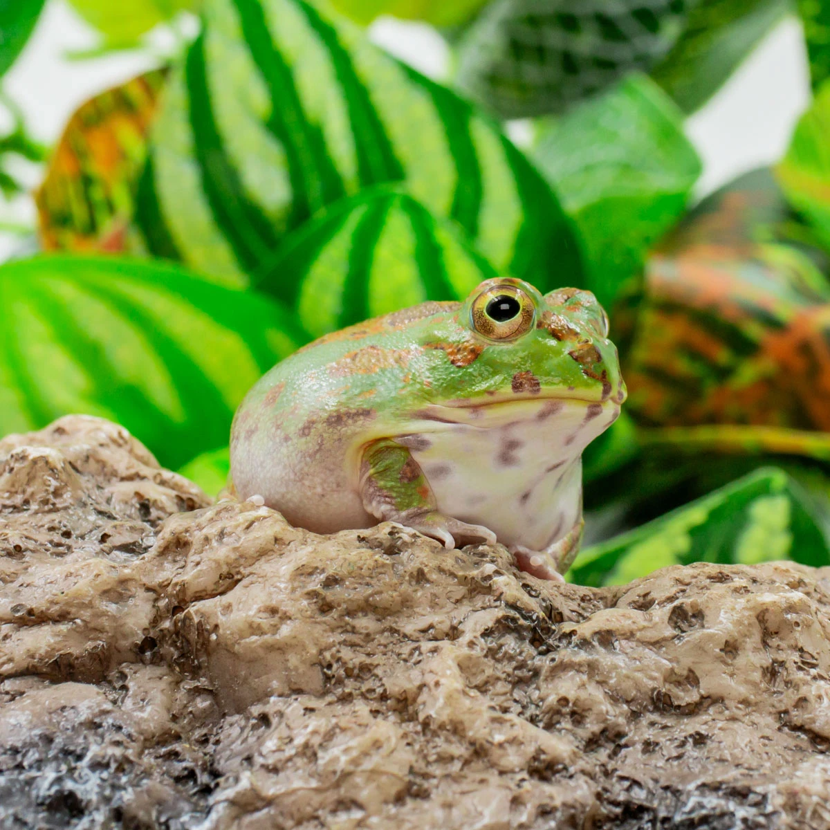 PIE12 波子角蛙｜超迷你波子，只有一元硬幣大小｜彼得角蛙・彼得