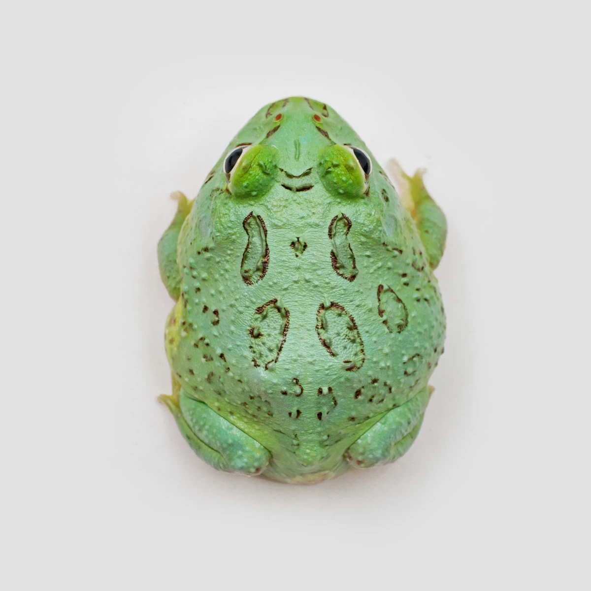 蛙010 無尾目- 維基百科，自由的百科全書