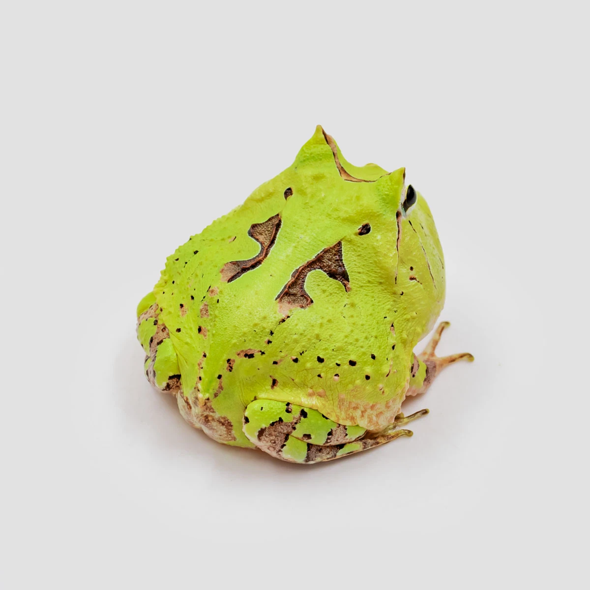 蛙010 無尾目- 維基百科，自由的百科全書