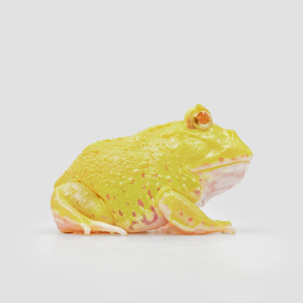 CCY02 南美角蛙(無紋黃金)｜招財黃金蛙高人氣寵物蛙｜彼得角蛙・彼得爬