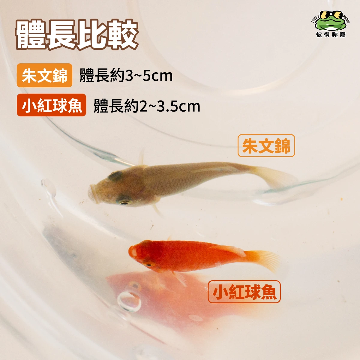 【冷凍】朱文錦 / 紅球魚 / 孔雀魚 (已檢疫)
