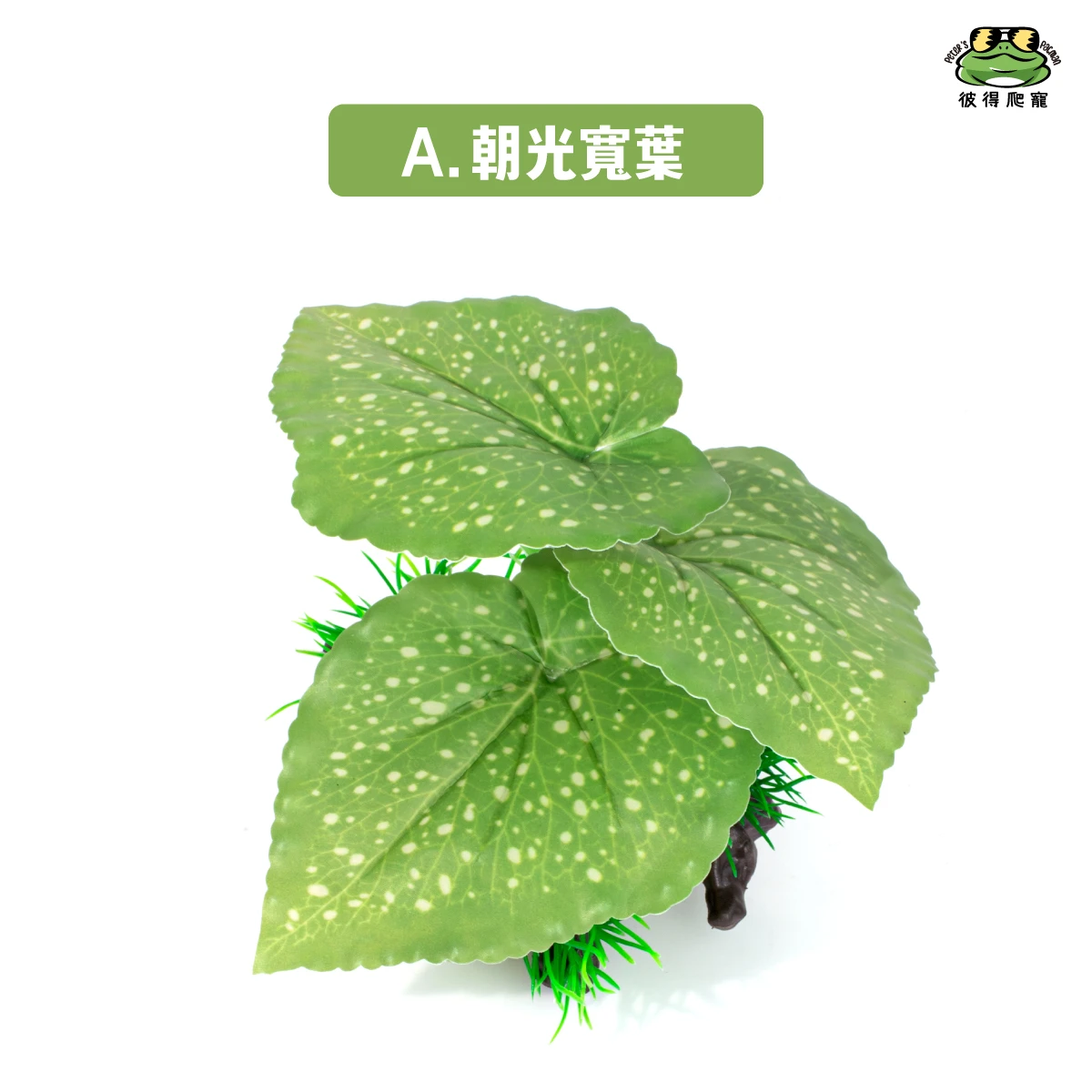 寬葉植物 (共三款)