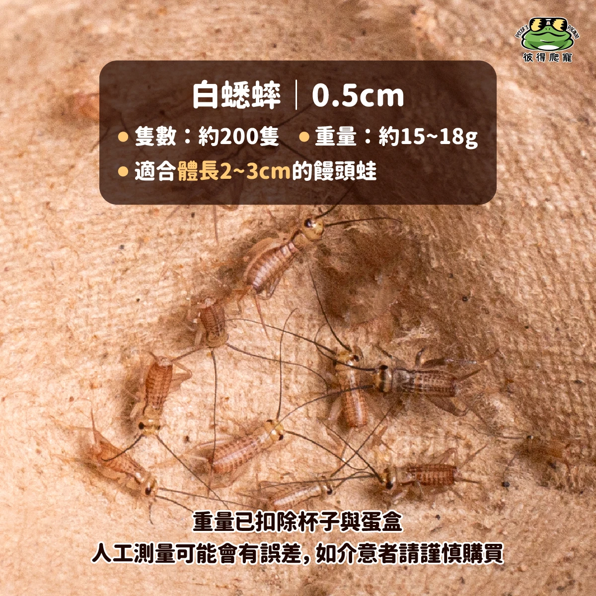 【活體】迷你白蟋蟀 (杯裝)