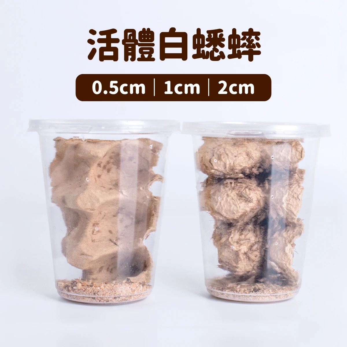 【活體】迷你白蟋蟀 (杯裝)