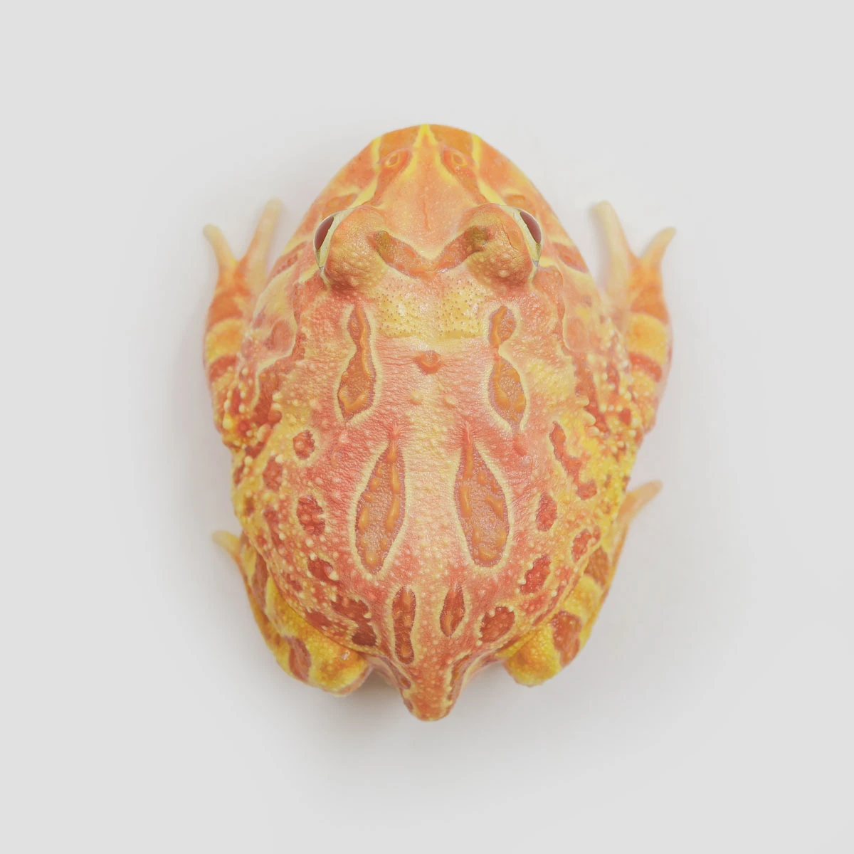 CCP15－南美角蛙 (木瓜．體長4.6cm)
