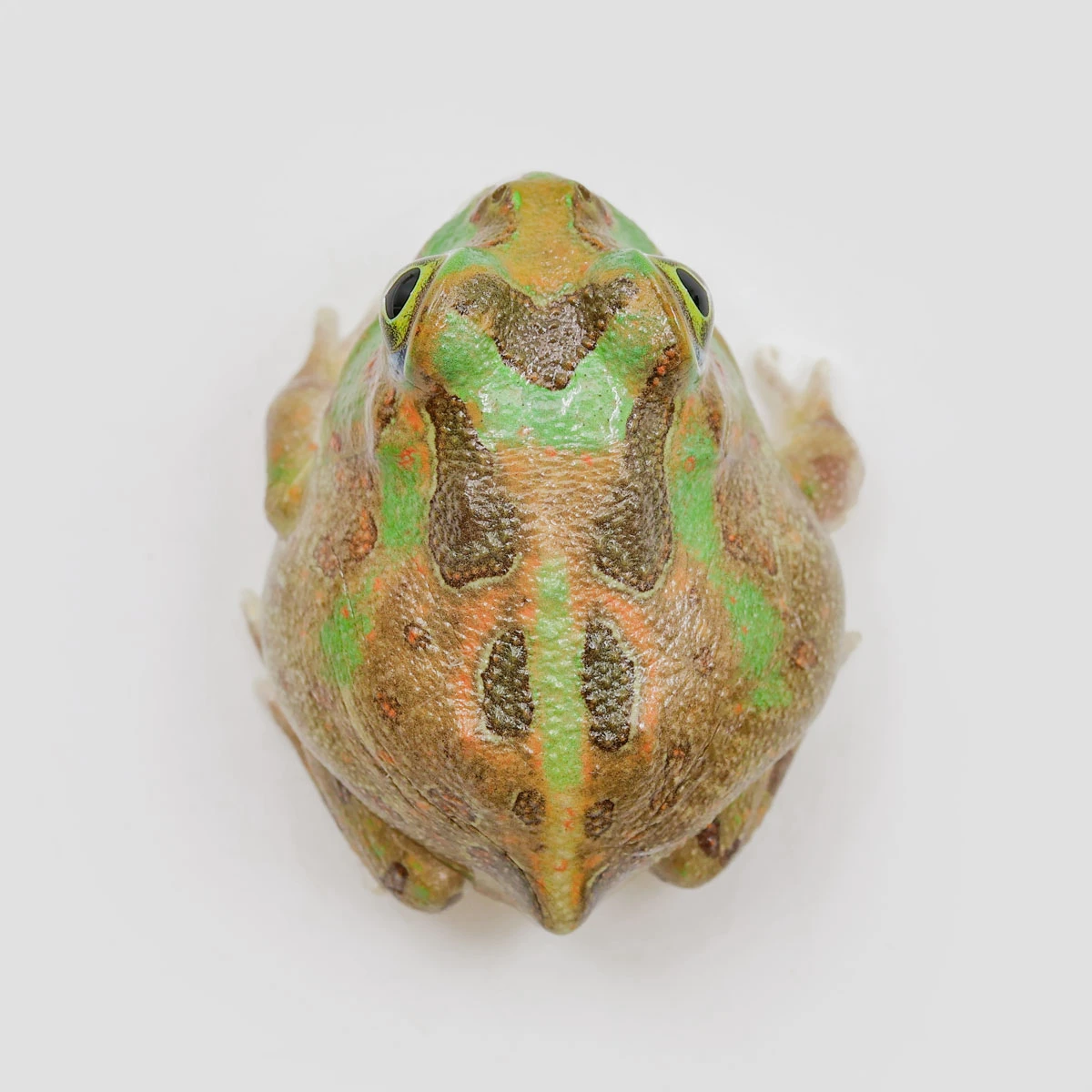 PIE10－波子角蛙 (體長3.3cm)