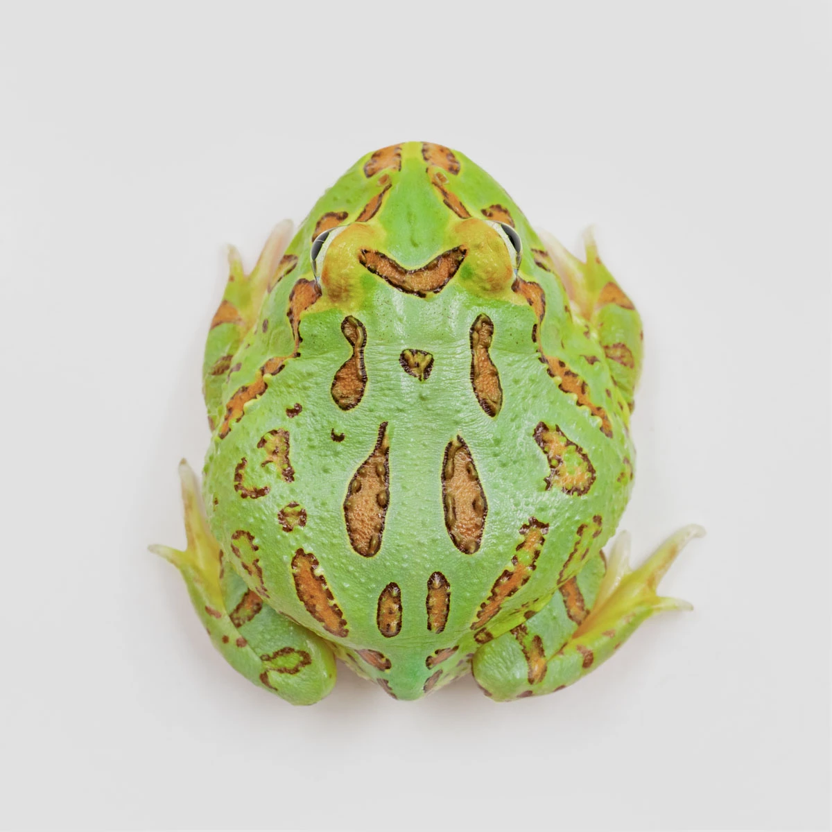 CCG04－南美角蛙 (綠角．體長4.6cm)