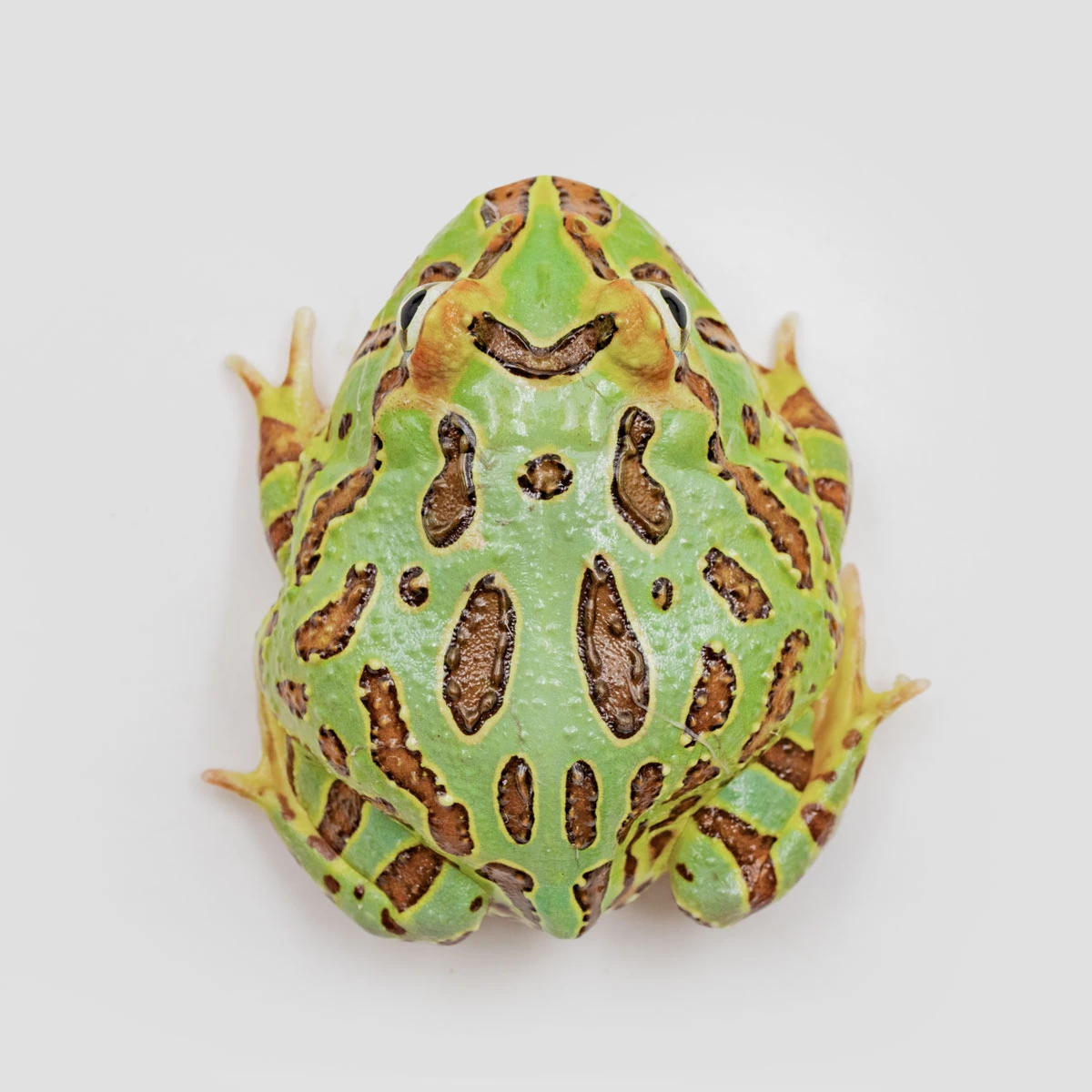 CCG12－南美角蛙 (綠角．體長4.9cm)