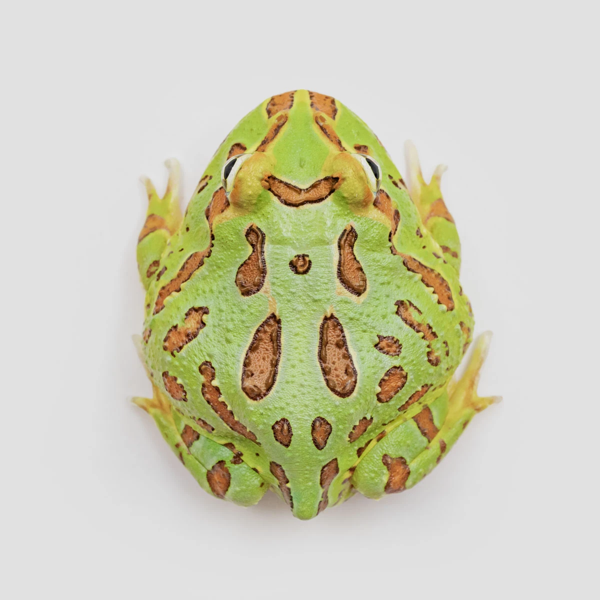 CCG14－南美角蛙 (綠角．體長5.2cm)