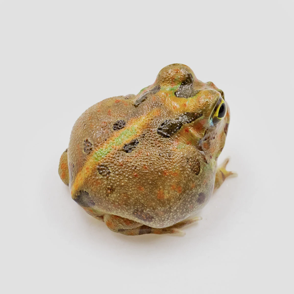 PIE14－波子角蛙 (體長3cm)