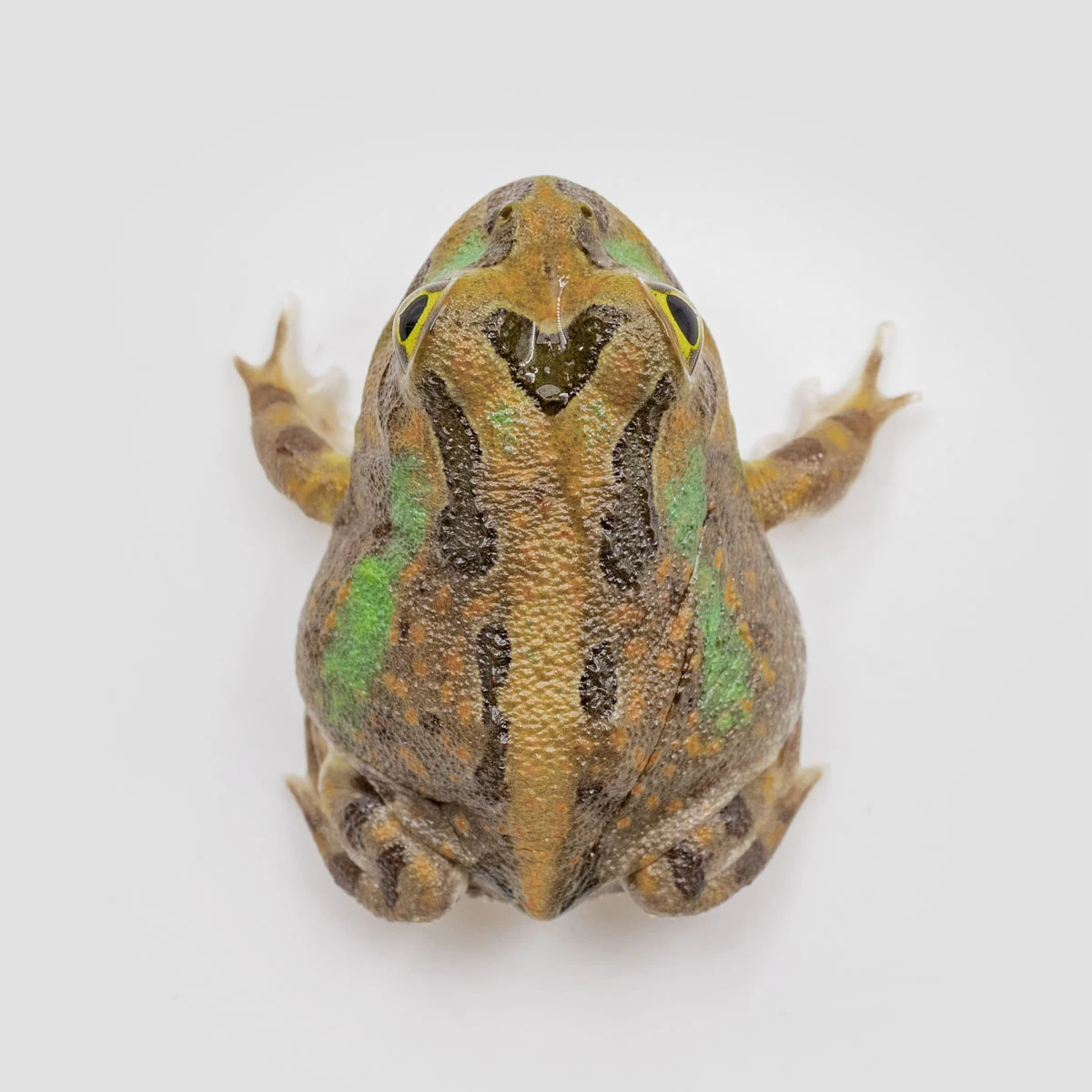 PIE08－波子角蛙 (體長3.1cm)
