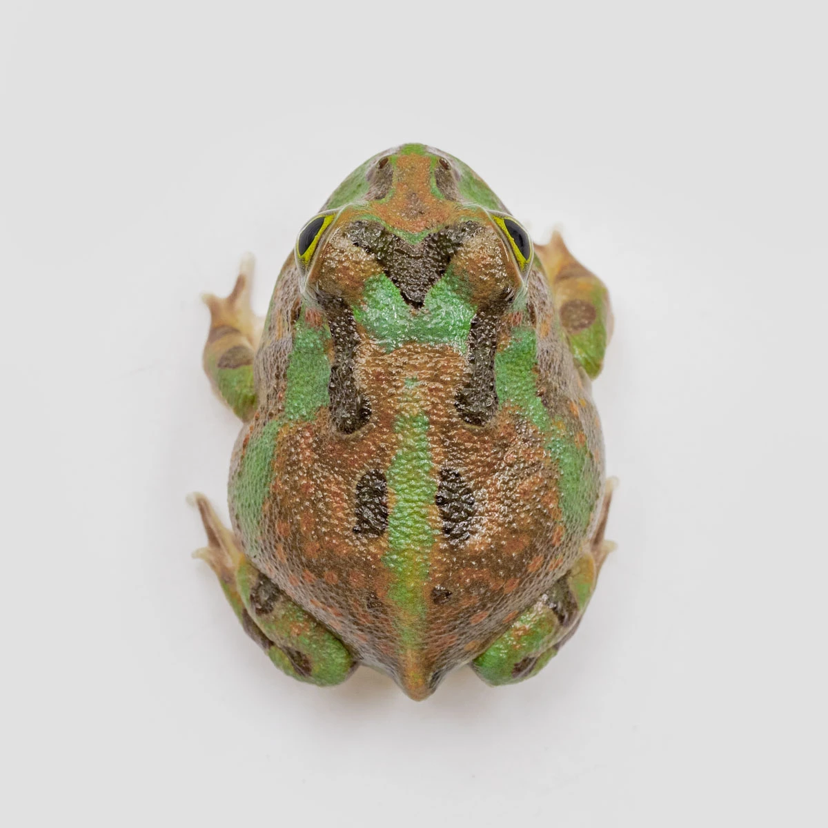 PIE19－波子角蛙 (體長3.1cm)