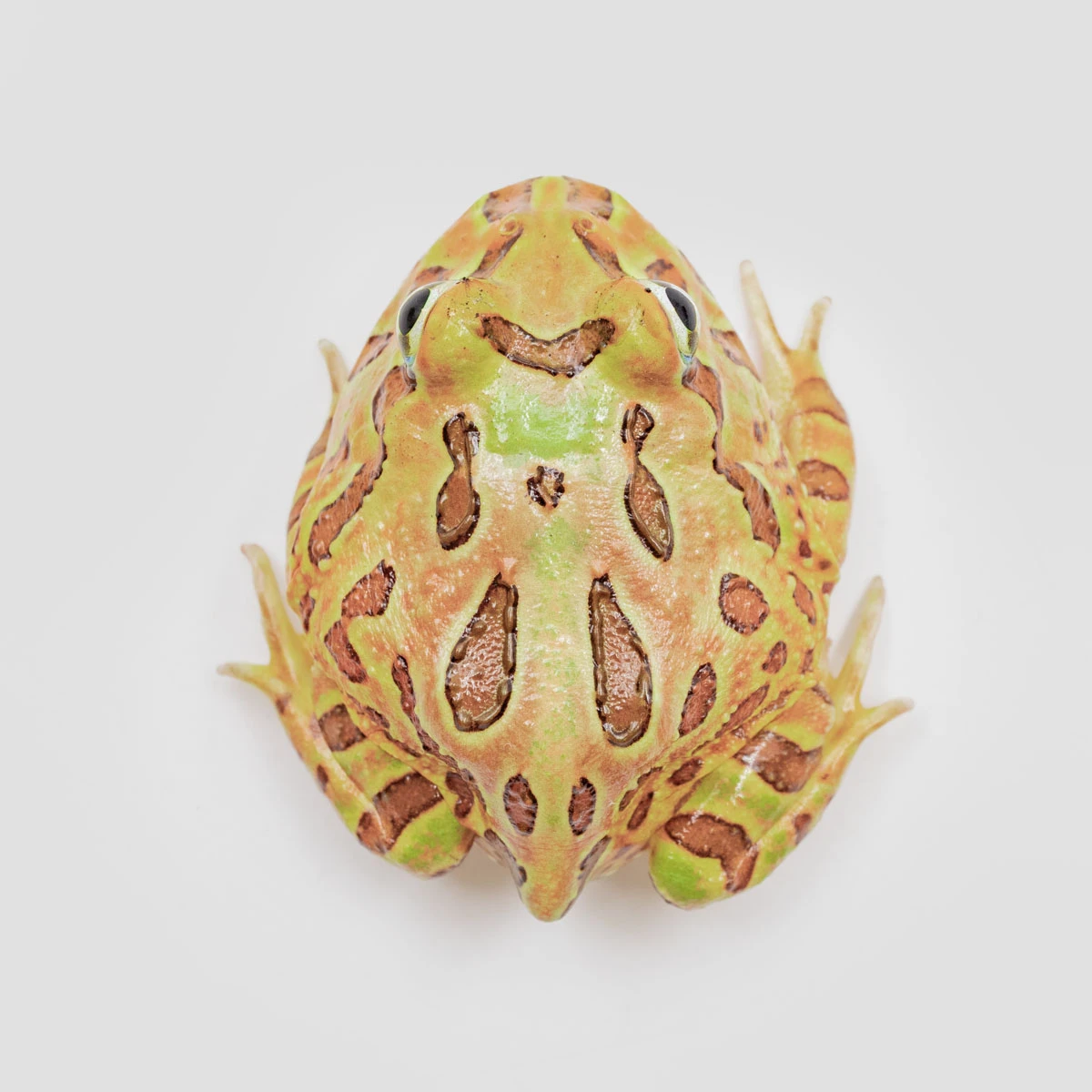 CCB06－南美角蛙 (咖啡．體長4.1cm)