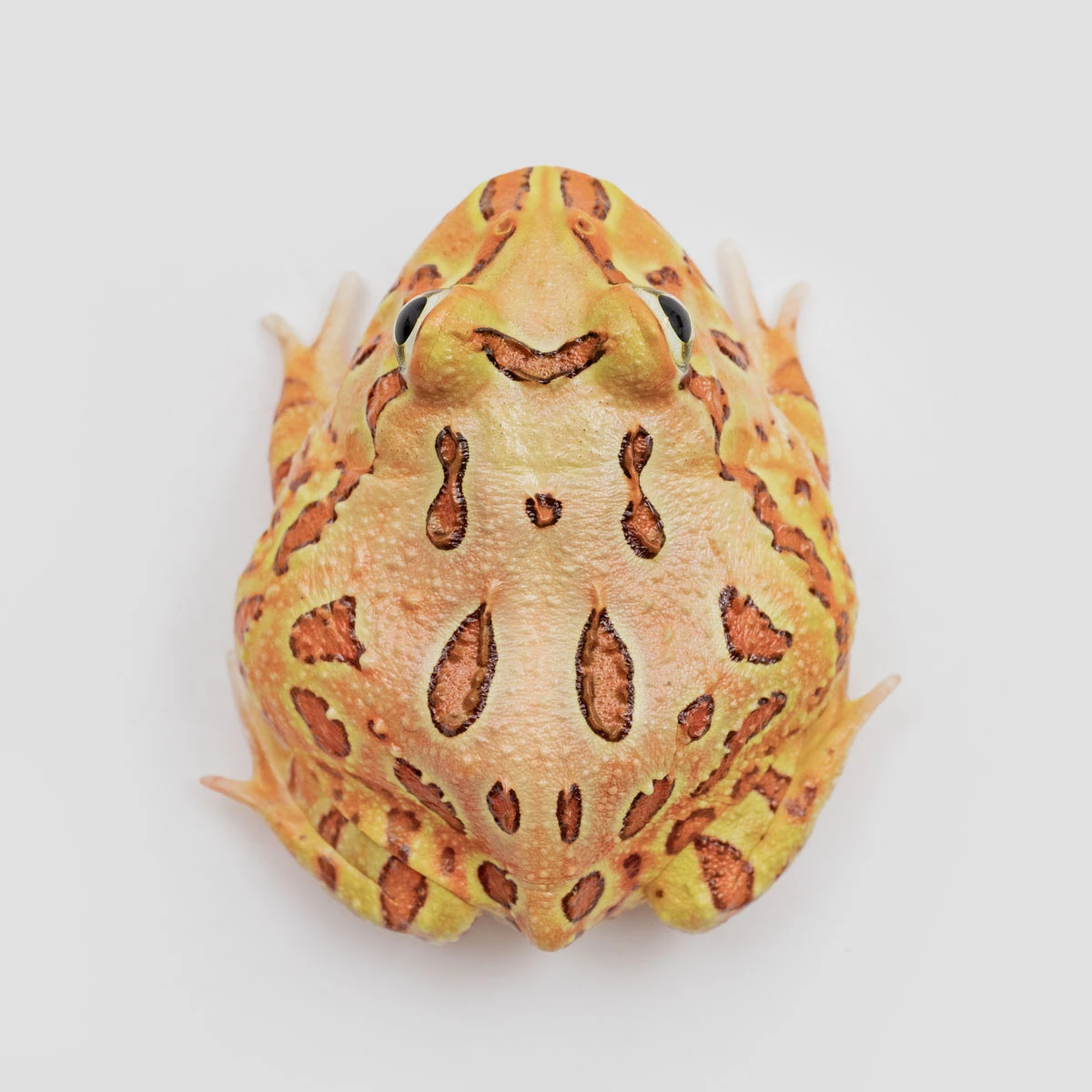 CCB11－南美角蛙 (咖啡．體長4.1cm)