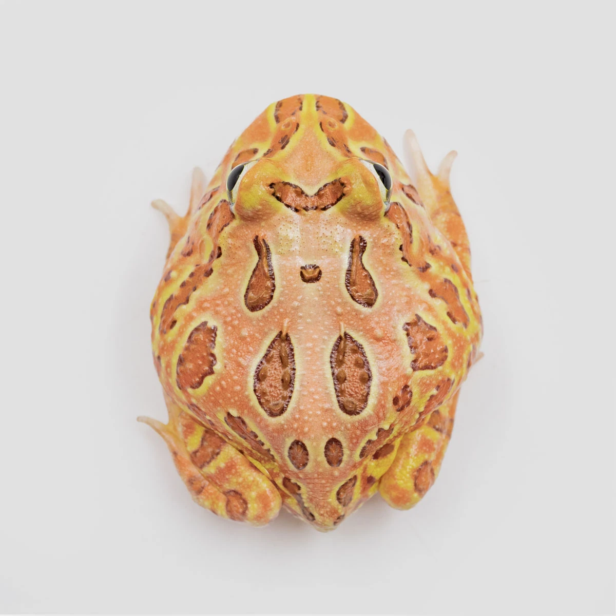 CCB20－南美角蛙 (咖啡．體長4.2cm)