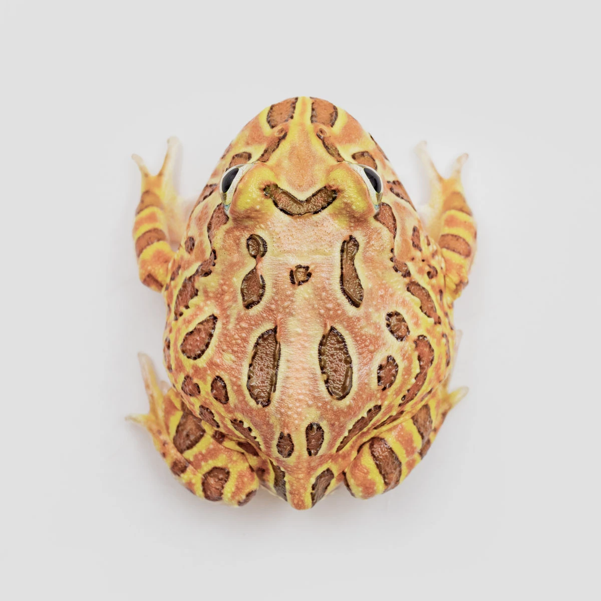 CCB21－南美角蛙 (咖啡．體長4.3cm)