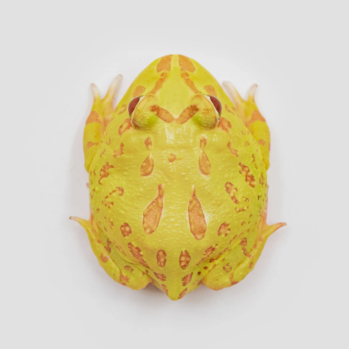 CCY17－南美角蛙 (黃金．體長4.6cm)