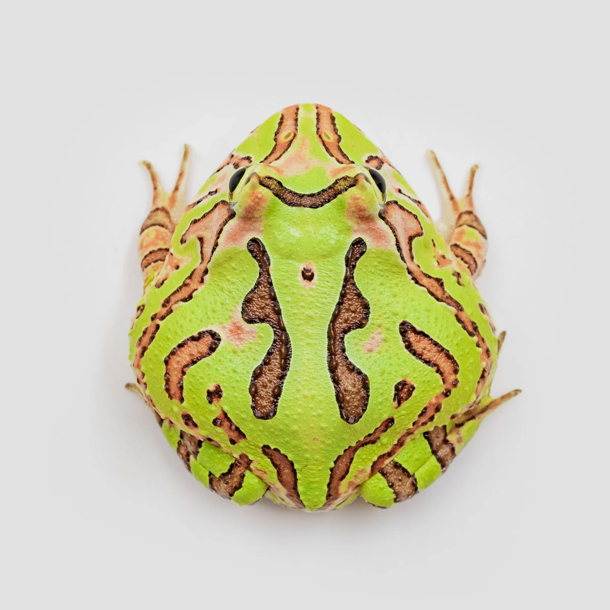 Fan13－蝴蝶角蛙 (體長4.3cm)