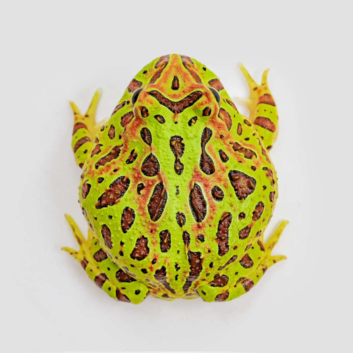 CCO09－鐘霸角蛙 (體長4.2cm)