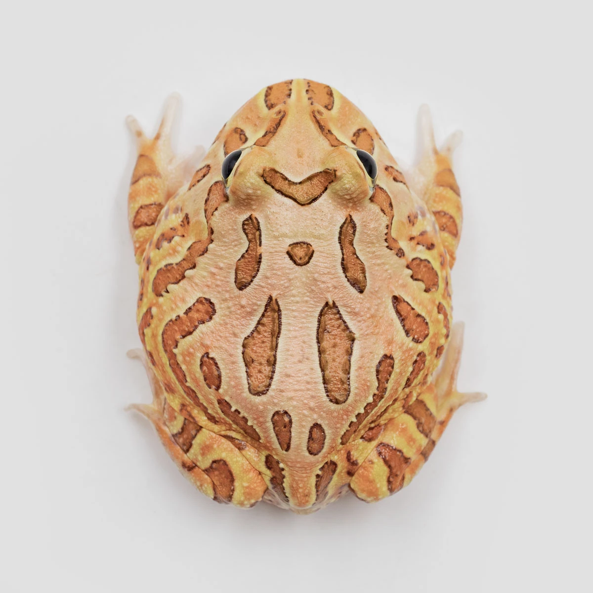 CCB07－南美角蛙 (咖啡．體長4.7cm)