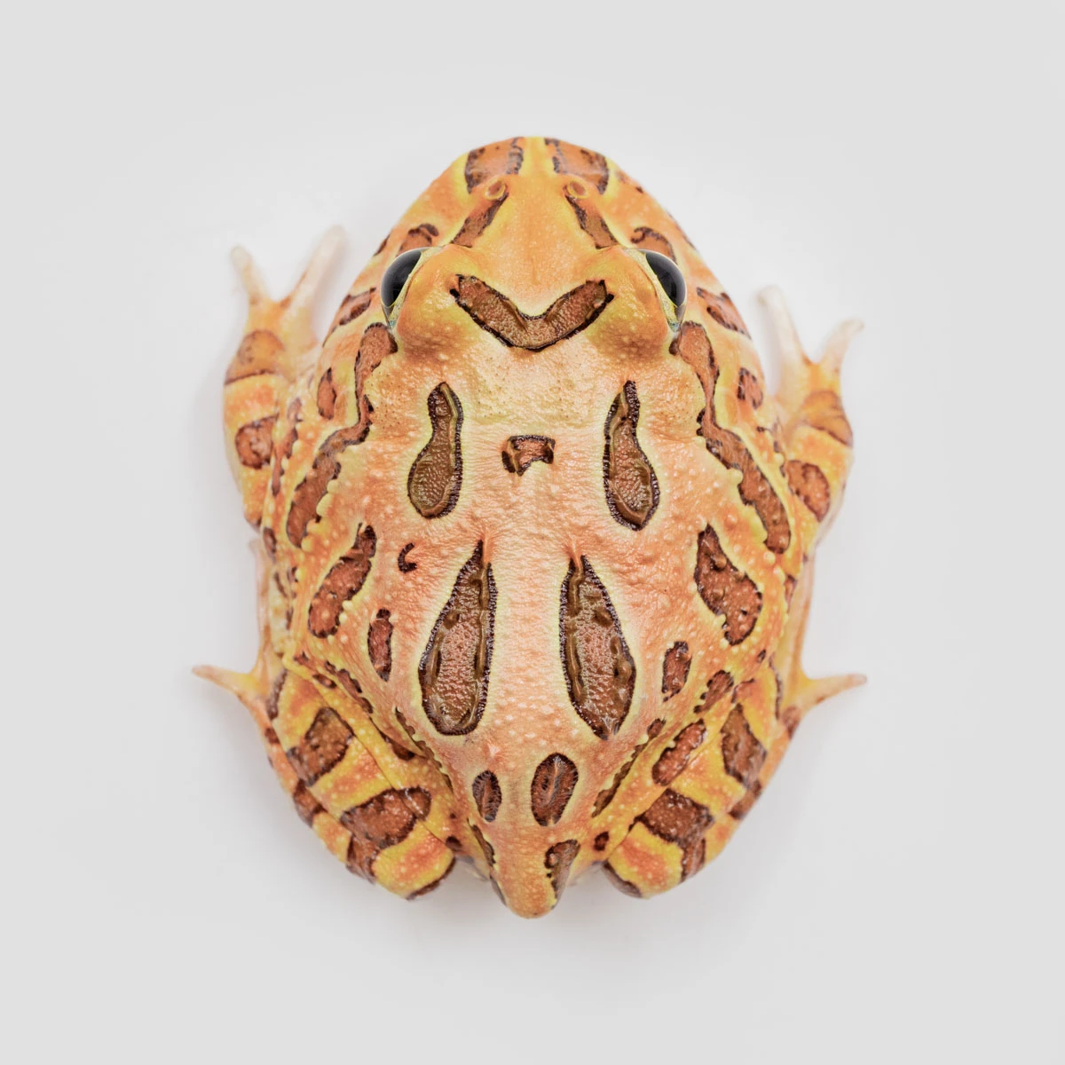 CCB10－南美角蛙 (咖啡．體長4.4cm)