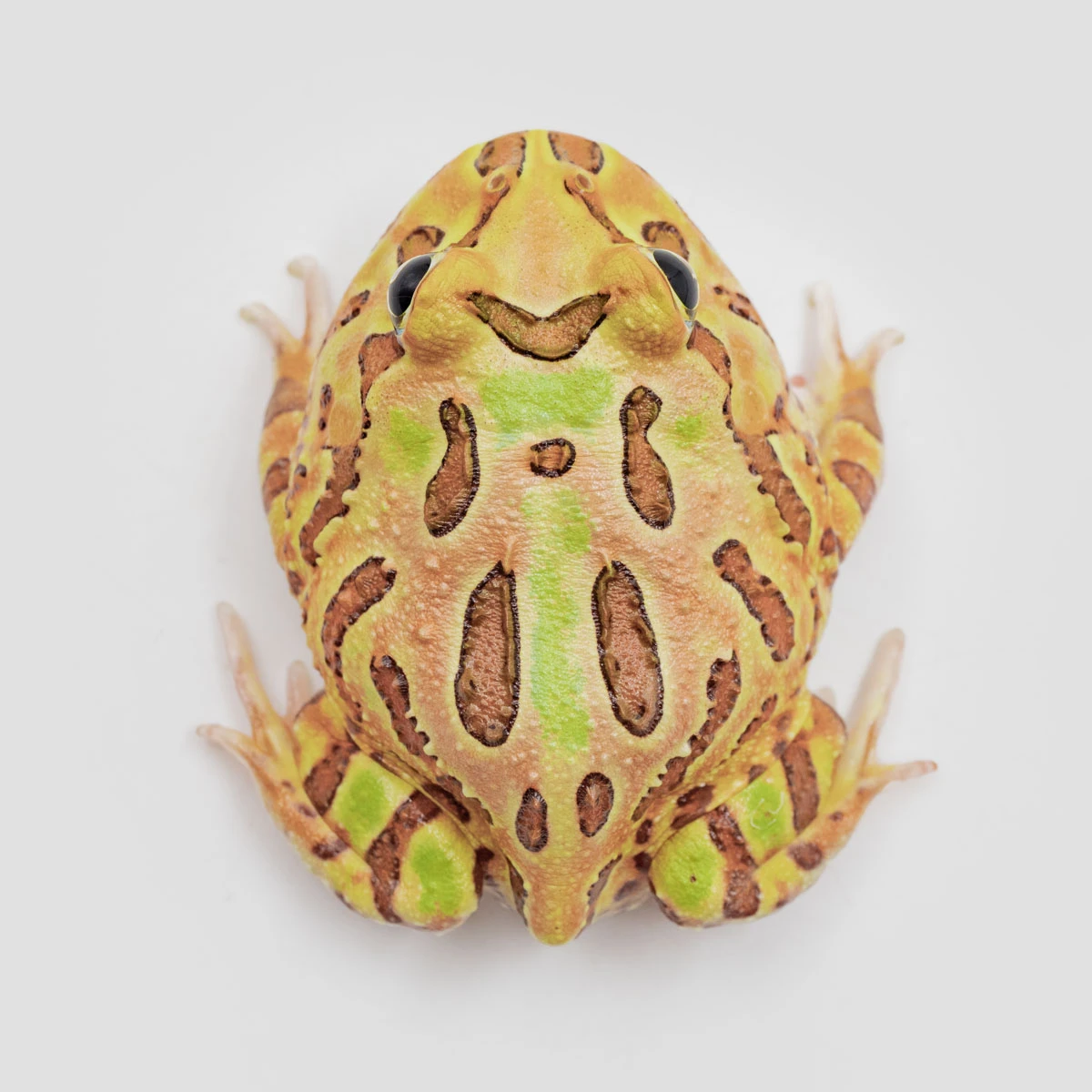 CCB13－南美角蛙 (雙色．體長4.9cm)