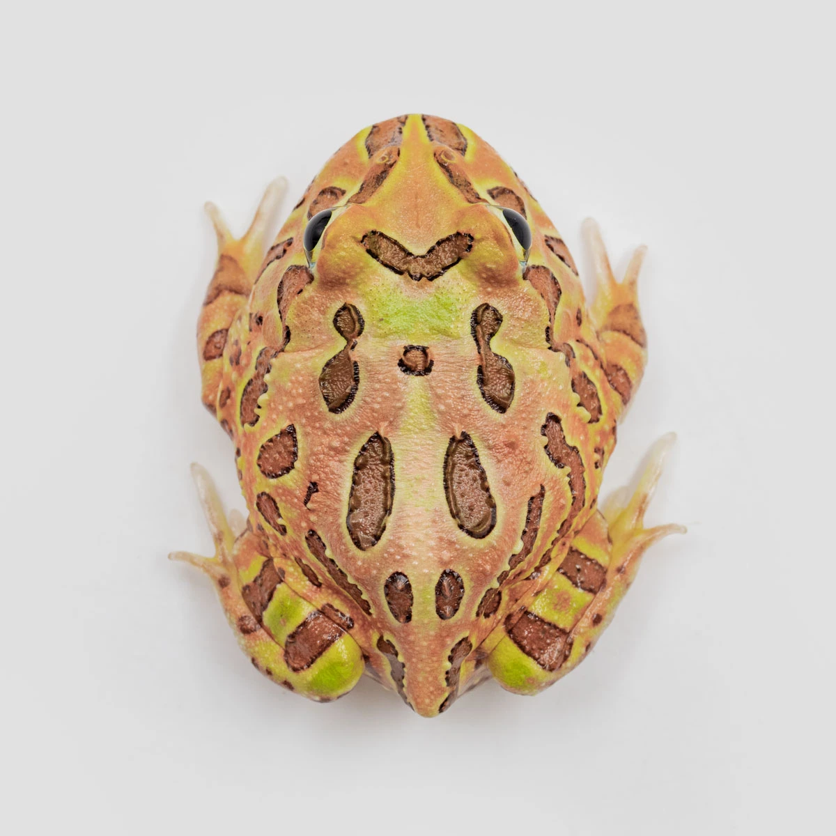 CCB14－南美角蛙 (雙色．體長4.5cm)