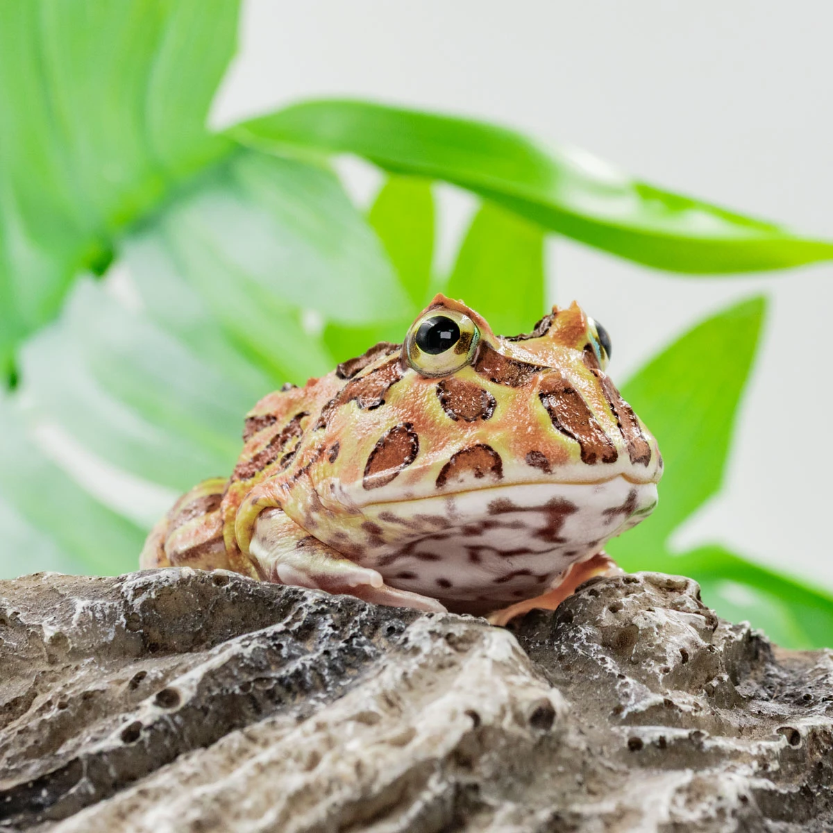 CCB14－南美角蛙 (雙色．體長4.5cm)