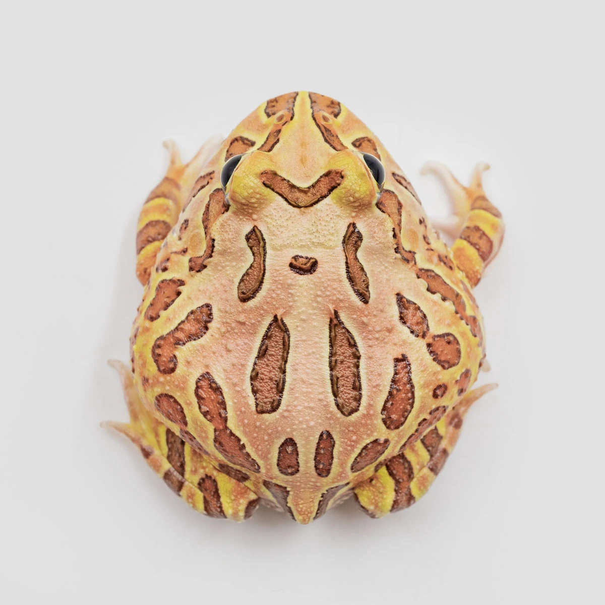 CCB16－南美角蛙 (咖啡．體長4.6cm)