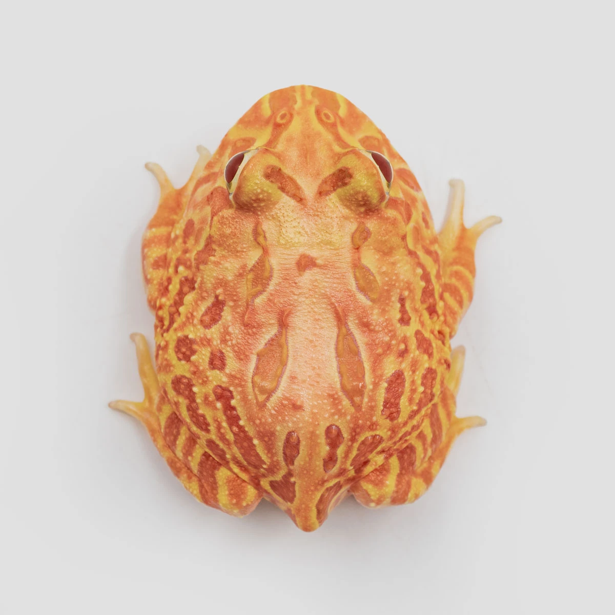 CCP01－南美角蛙 (木瓜．體長4.9cm)